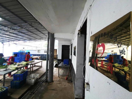 新建一个脱贫村的振兴之路